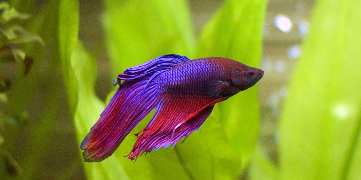 freshwater fish - betta splendens - betta - male stocking in 29 gallons tank - My betta enjoying the freedom of a new, larger tank.