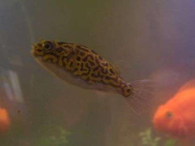 freshwater fish - tetraodon biocellatus - figure 8 puffer stocking in 55 gallons tank - Brikemonds Figure 8 Puffer Fish: Loki