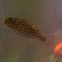 freshwater fish - tetraodon biocellatus - figure 8 puffer stocking in 55 gallons tank - Brikemonds Figure 8 Puffer Fish: Loki