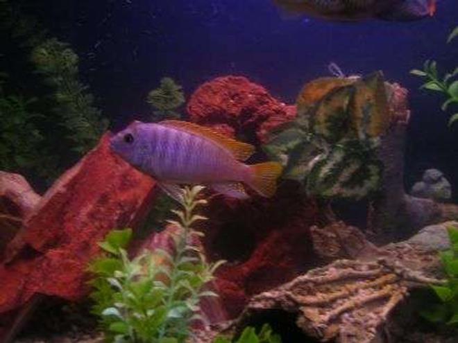 freshwater fish - maylandia greshakei - red top cobalt zebra stocking in 55 gallons tank - Brikemond's Ice Blue Mbuna: Icey