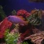 freshwater fish - maylandia greshakei - red top cobalt zebra stocking in 55 gallons tank - Brikemond's Ice Blue Mbuna: Icey