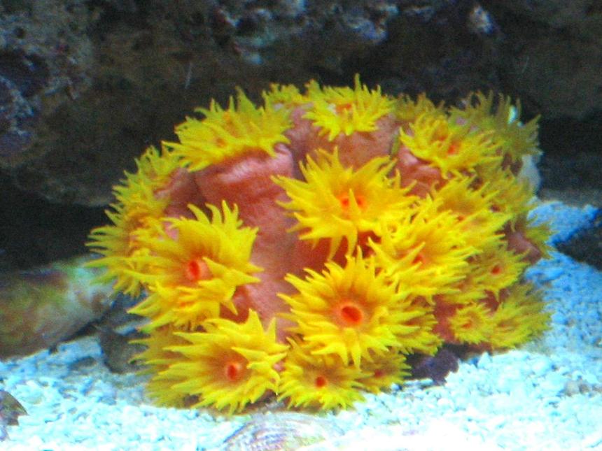 Rated #40: Corals Inverts - Tubastrea Faulkneri - Orange Sun Coral Stocking In 75 Gallons Tank - My sun coral.