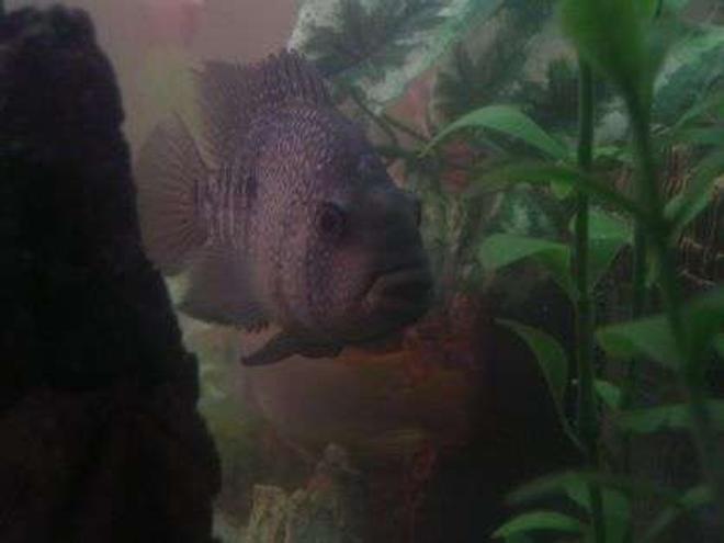 freshwater fish - herichthys cynoguttatus - texas cichlid stocking in 55 gallons tank - Brikemond's Texas Cichlid: Toutix