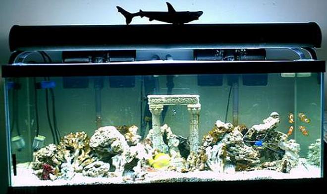 75 gallons saltwater fish tank (mostly fish, little/no live coral) - 75g