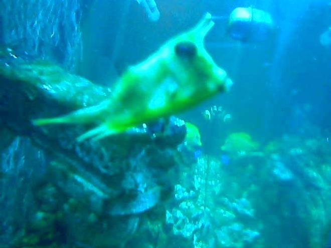 saltwater fish - lactoria cornuta - cowfish longhorn stocking in 75 gallons tank - longhorncow