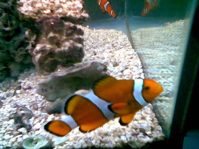 saltwater fish - amphiprion ocellaris - ocellaris clownfish stocking in 75 gallons tank - clown