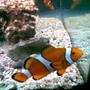 saltwater fish - amphiprion ocellaris - ocellaris clownfish stocking in 75 gallons tank - clown