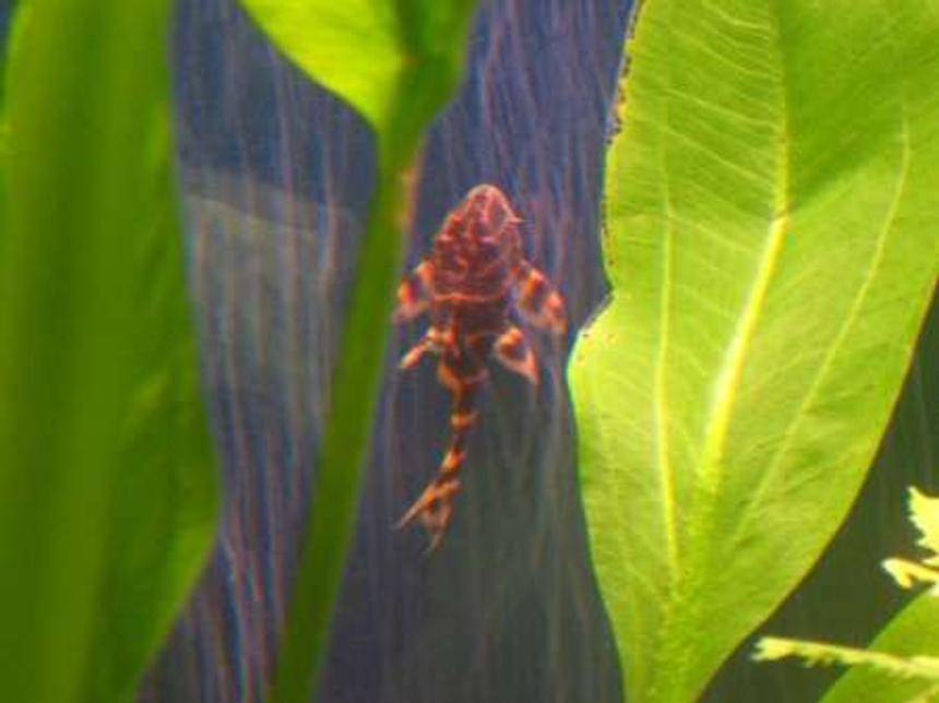 Rated #1818: Freshwater Fish - Panaque Maccus - Clown Pleco Stocking In 90 Gallons Tank - Clown Pleco