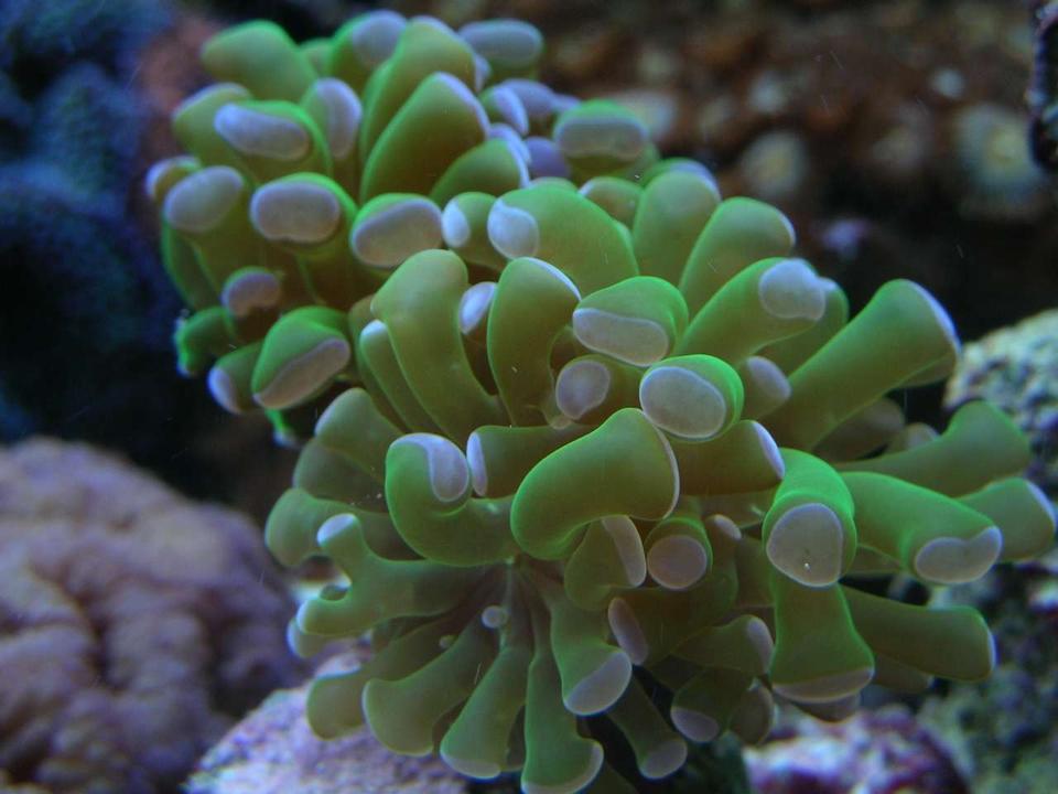 corals inverts - euphyllia paradivisa - frogspawn coral stocking in 180 gallons tank - E. cristata.
