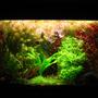 29 gallons planted tank (mostly live plants and fish) - my jungle