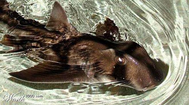 saltwater fish - heterodontus portusjacksoni - port jackson shark stocking in 250 gallons tank - MY PORT JACKSON