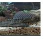 freshwater fish - pseudoacanthicus spinosus - chocolate chip spiny pleco (l-160) stocking in 70 gallons tank - pleco