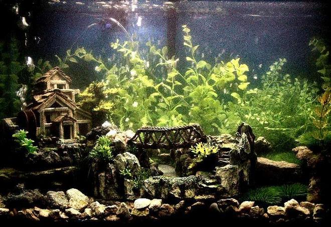 29 gallons freshwater fish tank (mostly fish and non-living decorations) - Old House & Bridge Theme