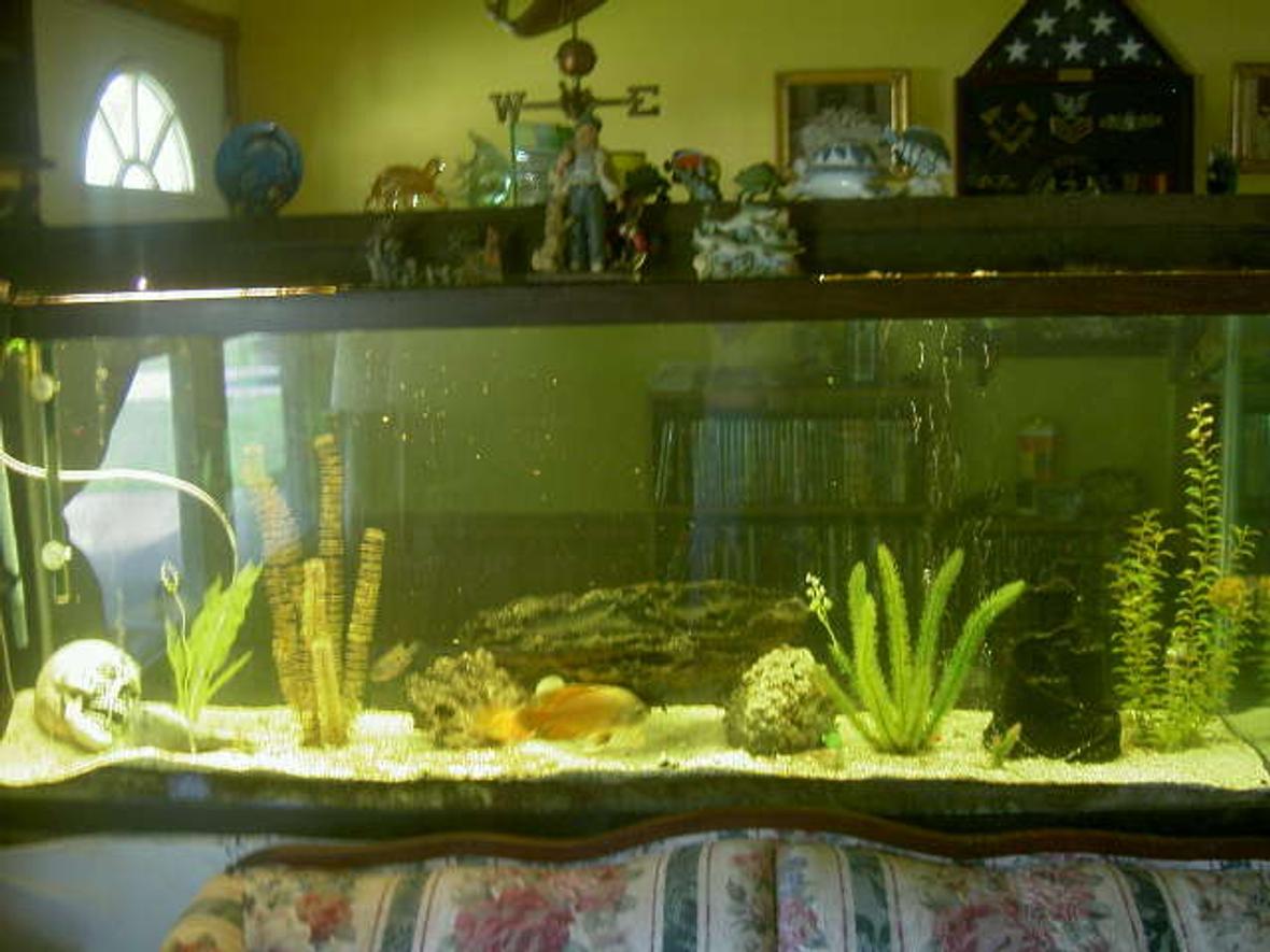 150 gallons freshwater fish tank (mostly fish and non-living decorations) - my tank