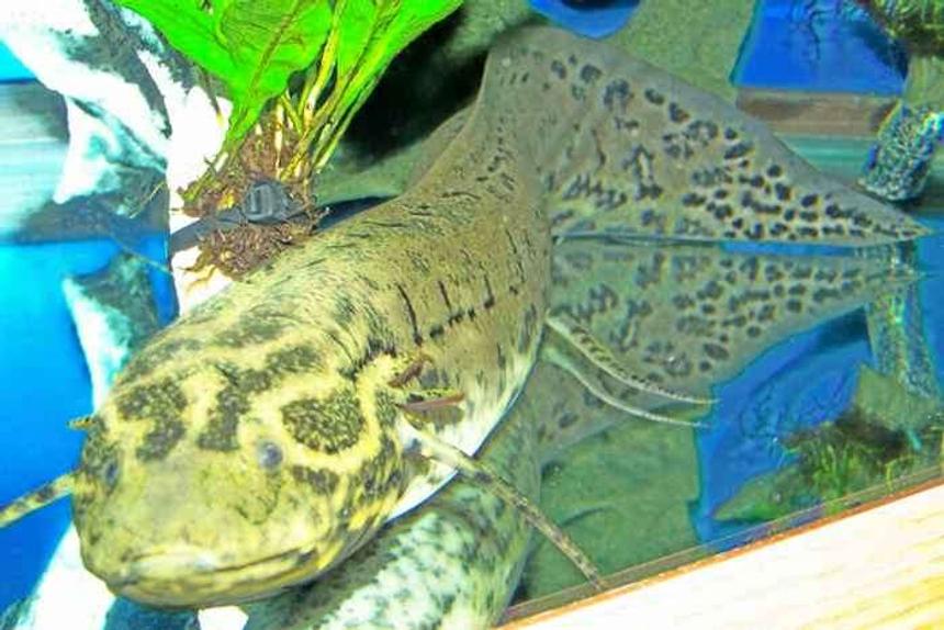 Rated #60: Freshwater Fish - Protopterus Annectens Annectens - West African Lungfish Stocking In 125 Gallons Tank - West African Lungfish close up. It is hard to get whole fish and focused at the same time he is 2 feet and growing.I have been feeding him wardlley algea wafers and OSI shrimp pellets.They both are loaded with vitamins for color enhanceing.There is another WAL on webshots that is about 85%yellow.Mine is catching up.