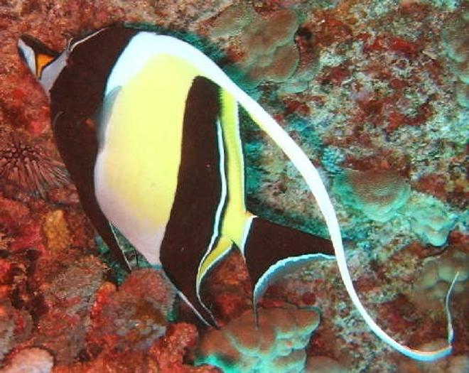 saltwater fish - zanclus canescens - moorish idol stocking in 40 gallons tank - Moorish Idol.The Moorish Idol has a very long, white, sickle-shaped dorsal fin, two broad black bars on the body, and a yellow saddle across the snout.It uses its long snout to feed on coralline algae and sponges in cracks and crevices. 

The Moorish Idol grows to 24cm in length.
