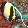 saltwater fish - zanclus canescens - moorish idol stocking in 40 gallons tank - Moorish Idol.The Moorish Idol has a very long, white, sickle-shaped dorsal fin, two broad black bars on the body, and a yellow saddle across the snout.It uses its long snout to feed on coralline algae and sponges in cracks and crevices. The Moorish Idol grows to 24cm in length.