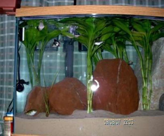 40 gallons freshwater fish tank (mostly fish and non-living decorations) - My 1st fish was my green spotted pufferfish.