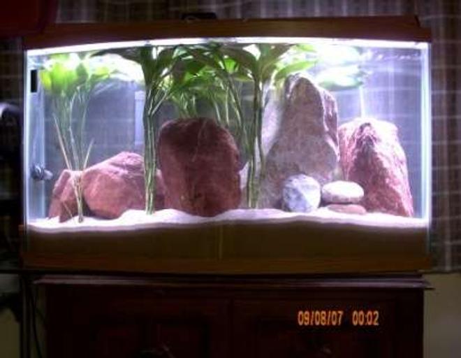40 gallons freshwater fish tank (mostly fish and non-living decorations) - Puffer Tank With Light On.