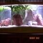 40 gallons freshwater fish tank (mostly fish and non-living decorations) - Puffer Tank With Light On.