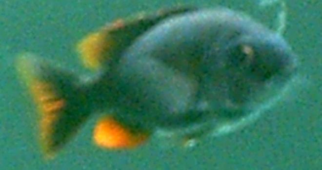 freshwater fish stocking in 75 gallons tank - WhoDey is a rescued fish from a friend he had no scails and most of his fins were eaten off he is now fully recovered and beutiful