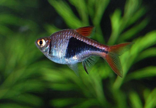 freshwater fish - rasbora heteromorpha - harlequin rasbora stocking in 75 gallons tank - Harlequin Rasbora