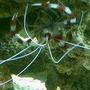 corals inverts - stenopus hispidus - banded coral shrimp stocking in 75 gallons tank - banded coral shrimp bout 3 years old