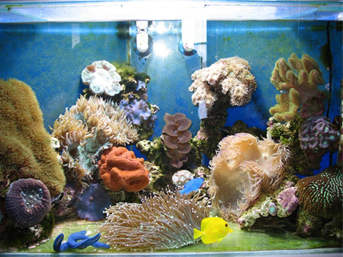 50 gallons reef tank (mostly live coral and fish) - George's 50 gallon reeftank
