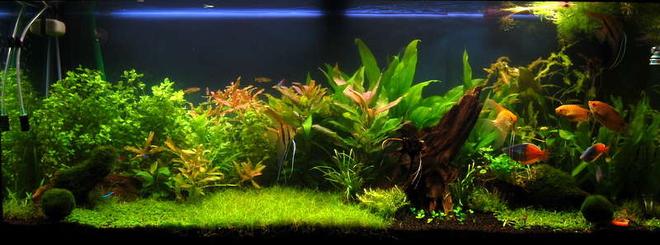 64 gallons planted tank (mostly live plants and fish) - mralgae's planted tank