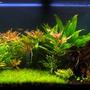 64 gallons planted tank (mostly live plants and fish) - mralgae's planted tank