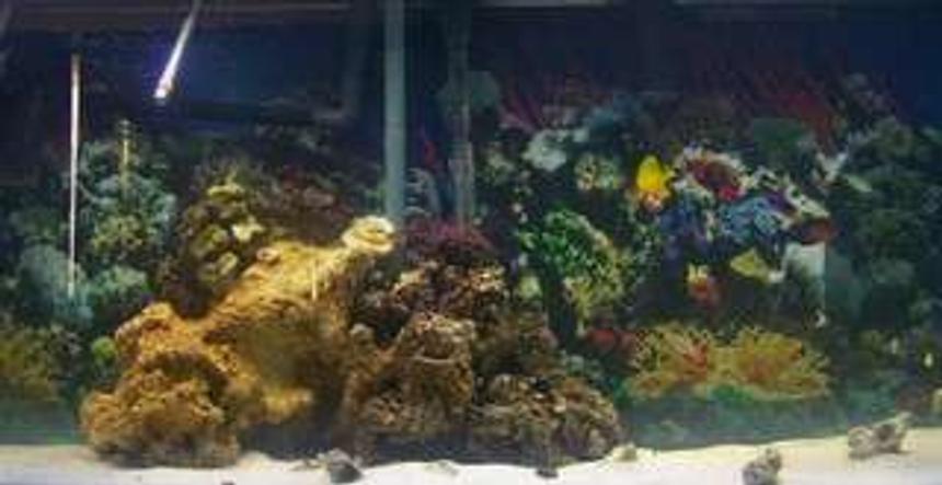 Rated #67: 75 Gallons Saltwater Fish Tank - newly set up 75 gallon still a work in progress