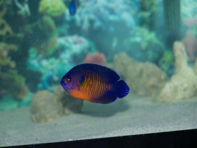 saltwater fish - centropyge bispinosa - coral beauty angelfish stocking in 75 gallons tank - My Coral Beauty Angel Fish