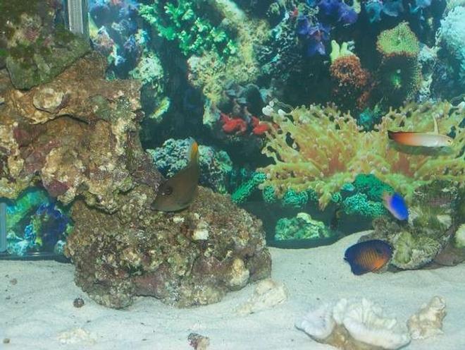 saltwater fish - nemateleotris magnifica - firefish stocking in 75 gallons tank - Fire Goby, Tomini Tang, Coral Beauty Angel, Yellow Tail Damsel, Jewel Damsel.