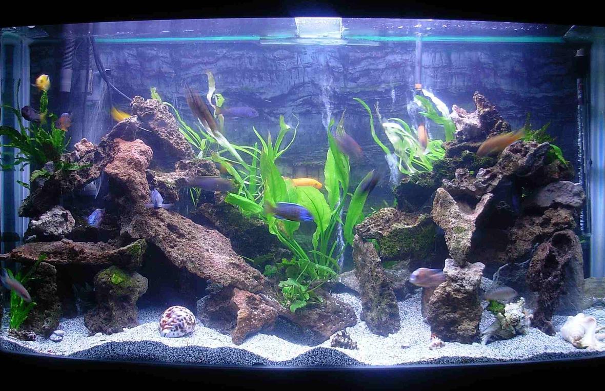 90 gallons freshwater fish tank (mostly fish and non-living decorations) - I Changed my tank around and added lots of live plants. 90 Gallon bowfront