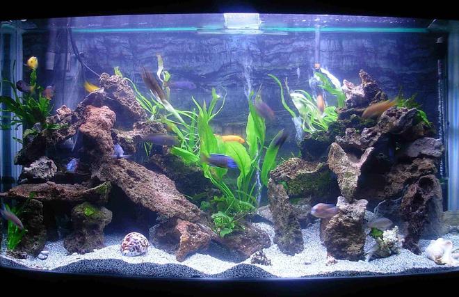 90 gallons freshwater fish tank (mostly fish and non-living decorations) - I Changed my tank around and added lots of live plants. 90 Gallon bowfront