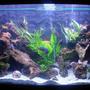 90 gallons freshwater fish tank (mostly fish and non-living decorations) - I Changed my tank around and added lots of live plants. 90 Gallon bowfront