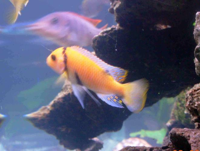 freshwater fish - pseudotropheus estherae - red zebra cichlid stocking in 90 gallons tank - red zebra