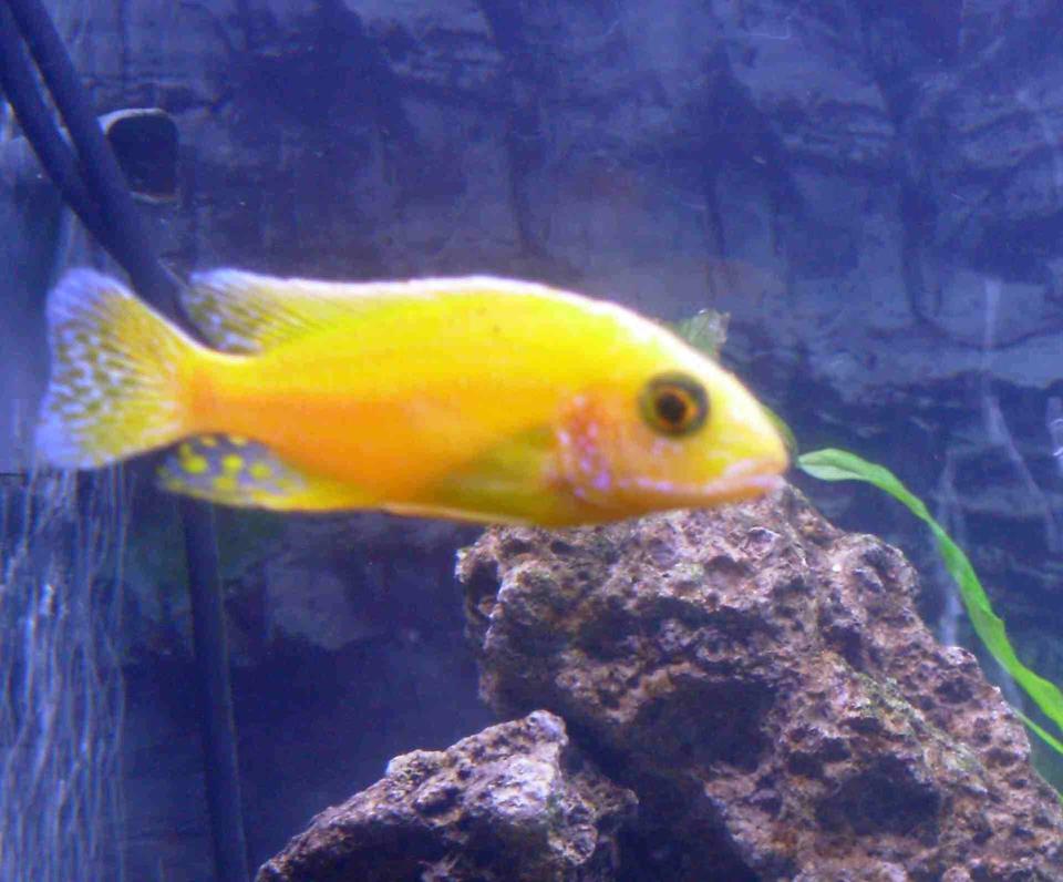 freshwater fish - pseudotropheus estherae - red zebra cichlid stocking in 90 gallons tank - yellow peacock african cichlid