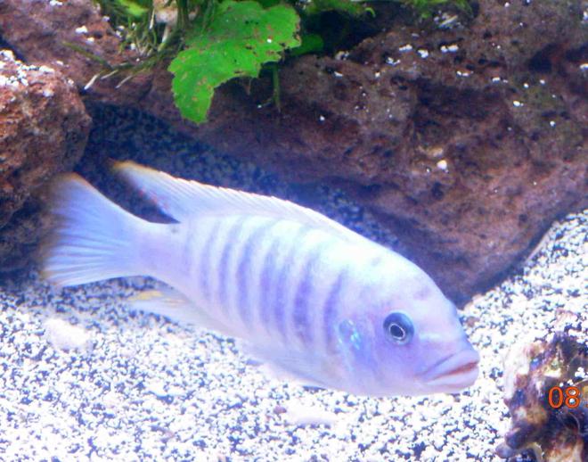 freshwater fish - metriaclima callainos - cobalt blue zebra cichlid stocking in 90 gallons tank - cobalt blue african cichlid
