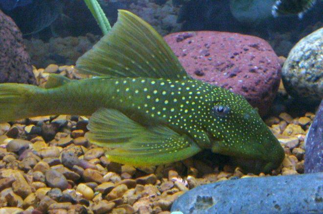 freshwater fish - baryancistrus demantoides - green phantom pleco stocking in 55 gallons tank - green phantom