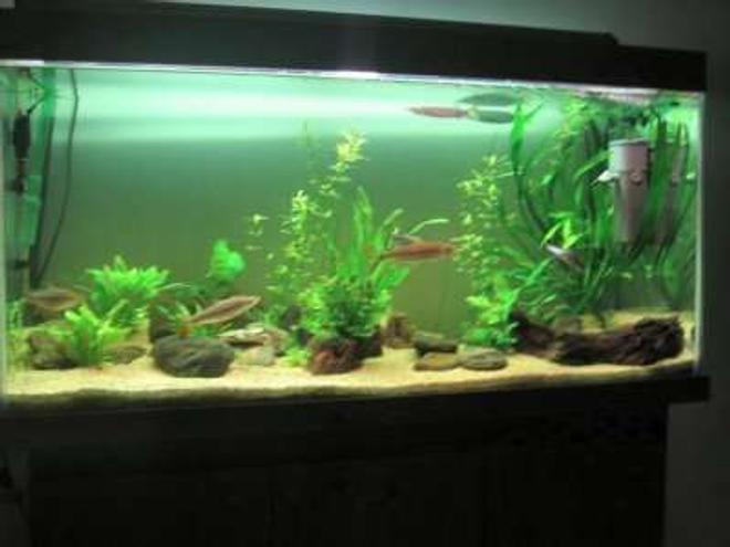 28 gallons freshwater fish tank (mostly fish and non-living decorations) - i need help abt plant n fishs