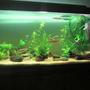 28 gallons freshwater fish tank (mostly fish and non-living decorations) - i need help abt plant n fishs