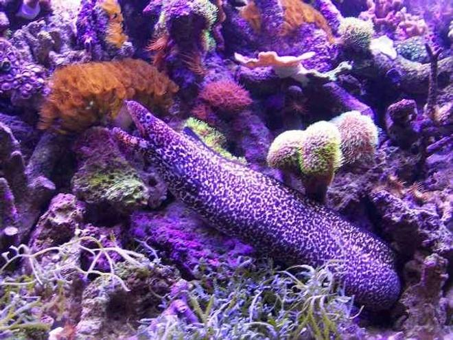 saltwater fish - muraena lentiginosa - jeweled moray eel stocking in 125 gallons tank - spotted moray eel in my reef tank.Plese do not try to recreate or attempt this stunt at home unless under the supervision of professionals and medical personel.