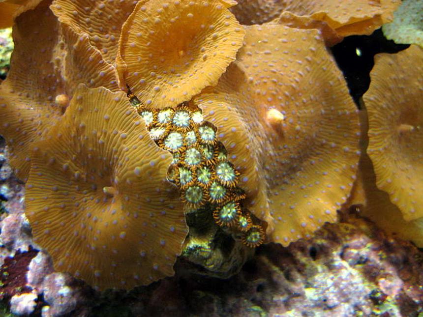 Rated #14: Corals Inverts - Zoanthus Sp. - Starburst Zoanthids Stocking In 52 Gallons Tank - one of my favorite zoanthus.