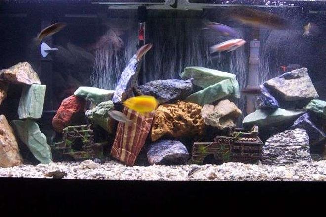 55 gallons freshwater fish tank (mostly fish and non-living decorations) - One and a half years later, only the strongest survived.
3 Red Zebra
1 Red top
3 bacardi 
3 Pseudo sp. "Acei"
1 Juli dickfeldi 
1 synodontis multipunctatus
1 upside down Synodontis 
1 electiric yellow
2 kenyi
1 snow white 
1 electric blue johnny
1 auratus
1 ob peacock
1 Hap Obliquidens 
1 pseudo Polit 
2 clown loach