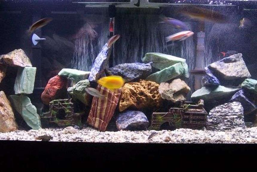 Rated #200: 55 Gallons Freshwater Fish Tank - One and a half years later, only the strongest survived.
3 Red Zebra
1 Red top
3 bacardi 
3 Pseudo sp. "Acei"
1 Juli dickfeldi 
1 synodontis multipunctatus
1 upside down Synodontis 
1 electiric yellow
2 kenyi
1 snow white 
1 electric blue johnny
1 auratus
1 ob peacock
1 Hap Obliquidens 
1 pseudo Polit 
2 clown loach
