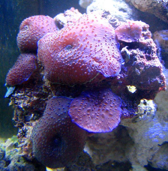 corals inverts - rhodactis inchoata - bullseye mushroom, purple stocking in 200 gallons tank - Mushroom Rock : 2 month nanno tank, 10 gal