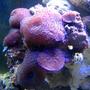 corals inverts - rhodactis inchoata - bullseye mushroom, purple stocking in 200 gallons tank - Mushroom Rock : 2 month nanno tank, 10 gal