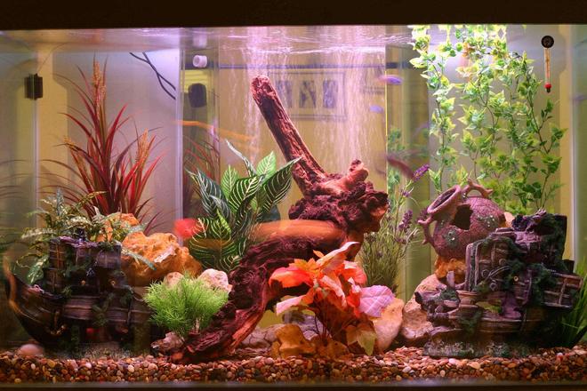 140 gallons freshwater fish tank (mostly fish and non-living decorations) - My freshwater cichlid tank.