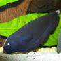 freshwater fish - apteronotus albifrons - black ghost knifefish stocking in 47 gallons tank - This is my 4" Black ghost knife fish, he has a face like a baby seal.